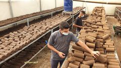 مهندسون زراعيون يحولون جفت الزيتون الى قوالب تستحدم في الطهي بديلاً عن الغاز المنزلي بتكلفة مالية أقل من خلال جهاز مصنع محلياً جنوب قطاع غزة

تصوير: حسن اصليح