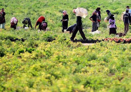 التنمية الاجتماعية تسلم  6 مشاريع تطويرية زراعية في طوباس