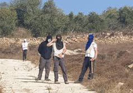 مستوطنون يهاجمون قاطفي الزيتون جنوب رام الله