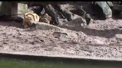 بطة تنجو بأعجوبة من قطيع أسود