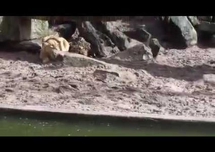 بطة تنجو بأعجوبة من قطيع أسود