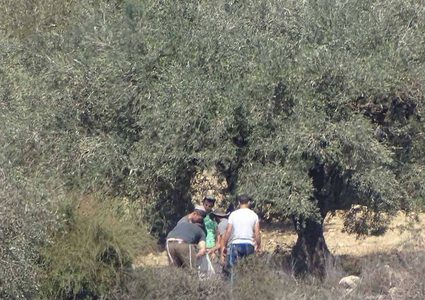 مستوطنون يسرقون ثمار الزيتون في الجبعة