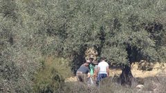 مستوطنون يسرقون ثمار الزيتون في الجبعة