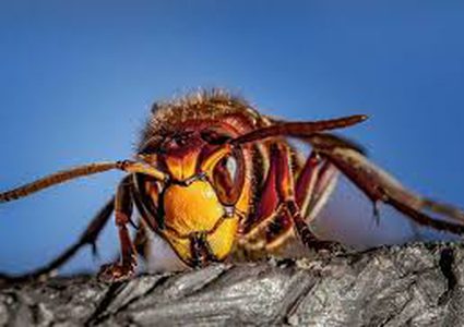 علماء يطورون مضادا حيويا من "سم الدبور"