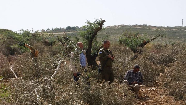 مستوطنون يقطعون أشجار زيتون معمرة غرب بيت لحم