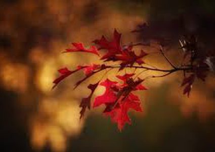 الطقس: أجواء خريفية معتدلة