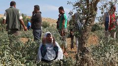 مستوطنون يقطعون 30 شجرة زيتون جنوب نابلس