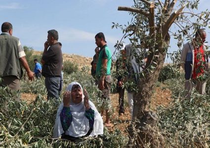 مستوطنون يقطعون 30 شجرة زيتون جنوب نابلس