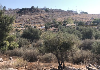 مستوطنون يغرقون أراضي المواطنين في قرية دير الحطب بالمياه العادمة
تصوير : القعقاع عودة