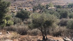 مستوطنون يغرقون أراضي المواطنين في قرية دير الحطب بالمياه العادمة
تصوير : القعقاع عودة