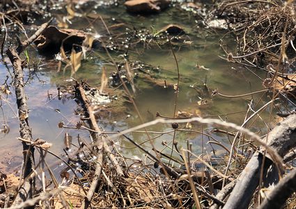 مستوطنون يغرقون أراضي المواطنين في قرية دير الحطب بالمياه العادمة
تصوير : القعقاع عودة