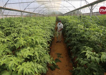 مزارع يجمع الطماطم من مزرعته في خانيونس جنوب قطاع غزة