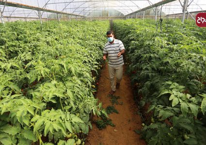 المزارع محمد قديح يجمع الطماطم في مزرعته في خان يونس جنوب قطاع غزة