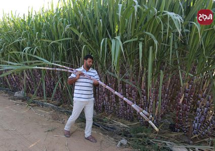 جمع قصب السكر في خانيونس جنوب قطاع غزة