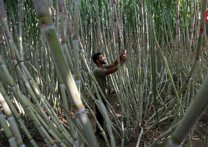 جمع قصب السكر في خانيونس جنوب قطاع غزة