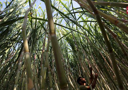 جمع قصب السكر في خانيونس جنوب قطاع غزة