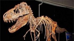 كندا.. صبي يكتشف بقايا ديناصور عمره 69 مليون عاما