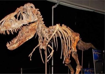 كندا.. صبي يكتشف بقايا ديناصور عمره 69 مليون عاما