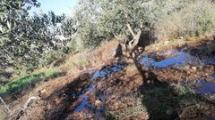 مستوطنون يغرقون أراضٍ شمال نابلس بالمياه العادمة