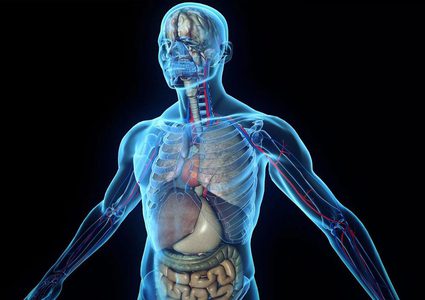 علماء يعلنون اكتشاف عضو جديد في جسم الإنسان