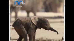 لقطة جميلة لصغير الفيل يحاول أن يخطو أول خطواته في هذه الحياة