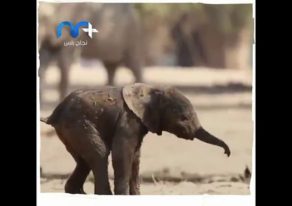 لقطة جميلة لصغير الفيل يحاول أن يخطو أول خطواته في هذه الحياة