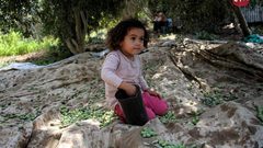 طفلة تشارك في جمع ثمار الزيتون