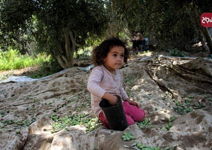 موسم الزيتون في جباليا شمال قطاع غزة