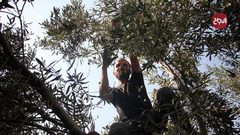 مواطن يقطف ثمار الزيتون