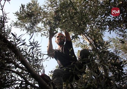 مواطن يقطف ثمار الزيتون