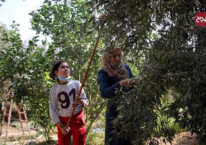 موسم الزيتون في جباليا شمال قطاع غزة