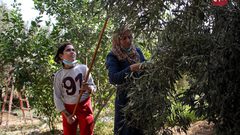 مواطنون يقطفون ثمار الزيتون