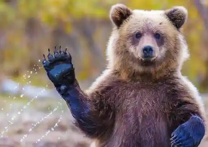 شاهد دب يرعب سكان مدينة ماغادان الروسية