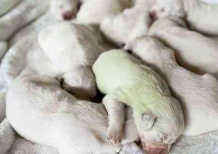 مزارع إيطالي يصدم بميلاد جرو بفراء أخضر اللون