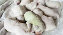 مزارع إيطالي يصدم بميلاد جرو بفراء أخضر اللون