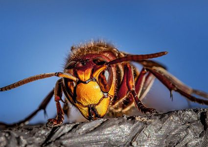 اكتشاف أول عش للدبابير القاتلة في الولايات المتحدة