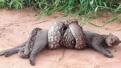 فيديو مثير لـ”ثعبان ضخم” يلتف على جسد قط بري بقوة !