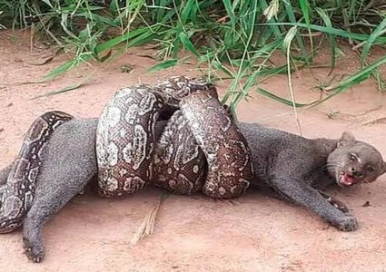 فيديو مثير لـ”ثعبان ضخم” يلتف على جسد قط بري بقوة !