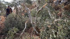 الاحتلال يقتلع 60 شجرة زيتون في سلفيت