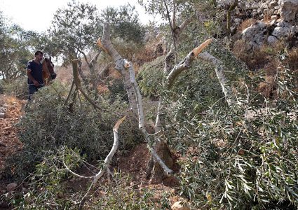 الاحتلال يقتلع 60 شجرة زيتون في سلفيت