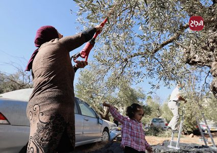قطف ثمار الزيتون في مخيم شعفاط بالقدس