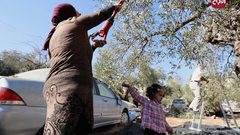 قطف ثمار الزيتون في مخيم شعفاط بالقدس