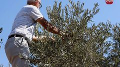 قطف ثمار الزيتون في مخيم شعفاط بالقدس