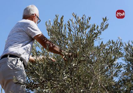قطف ثمار الزيتون في مخيم شعفاط بالقدس