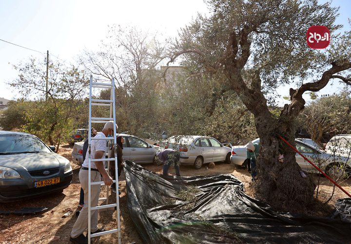 قطف ثمار الزيتون في مخيم شعفاط بالقدس