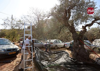 قطف ثمار الزيتون في مخيم شعفاط بالقدس