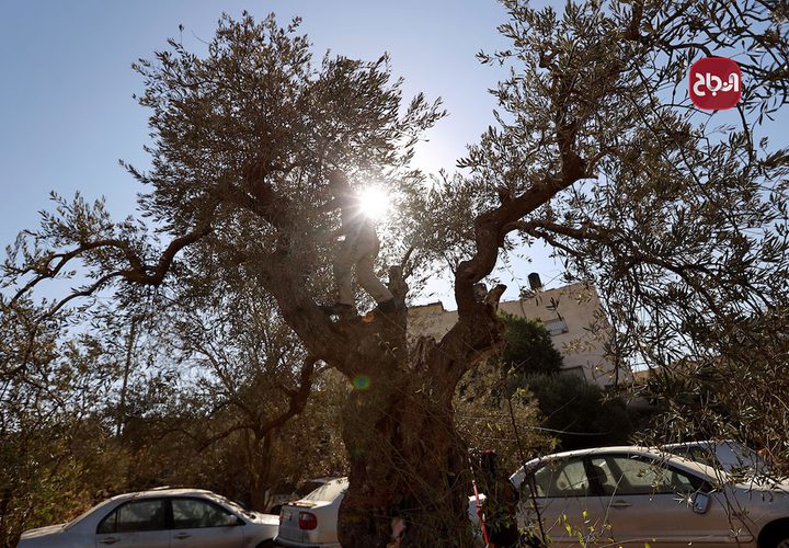 قطف ثمار الزيتون في مخيم شعفاط بالقدس