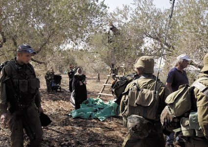 "أوتشا": الاحتلال استهدف ألف شجرة وأصاب 23 مزارعا فلسطينيا