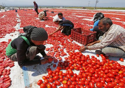 روسيا تحظر استيراد طماطم من المغرب