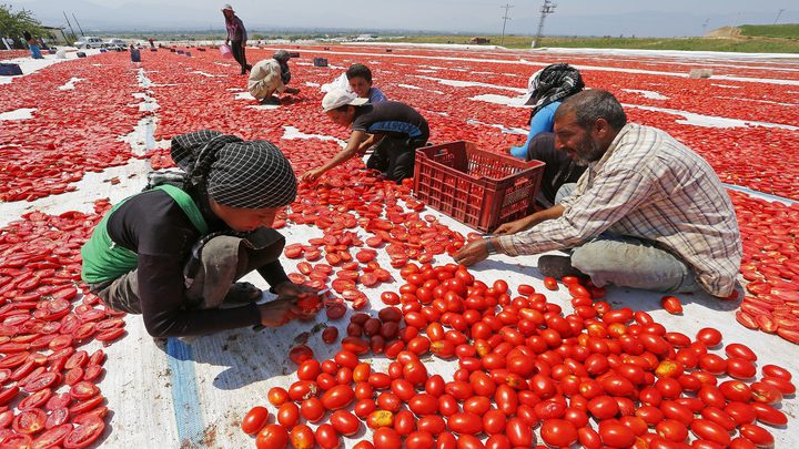 روسيا تحظر استيراد طماطم من المغرب